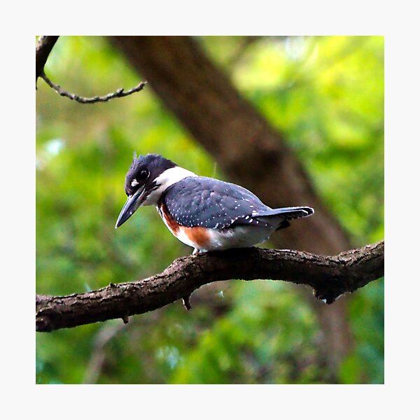 Belted Kingfisher Perched In A Tree Photographic Print