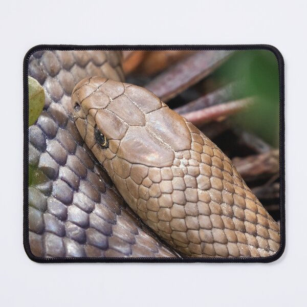 Item preview, Eastern brown snake. designed and sold by DaveBassett.
