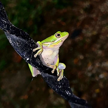 Artwork thumbnail, Froggy Time by RLE42