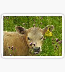 Milchkuh Sticker