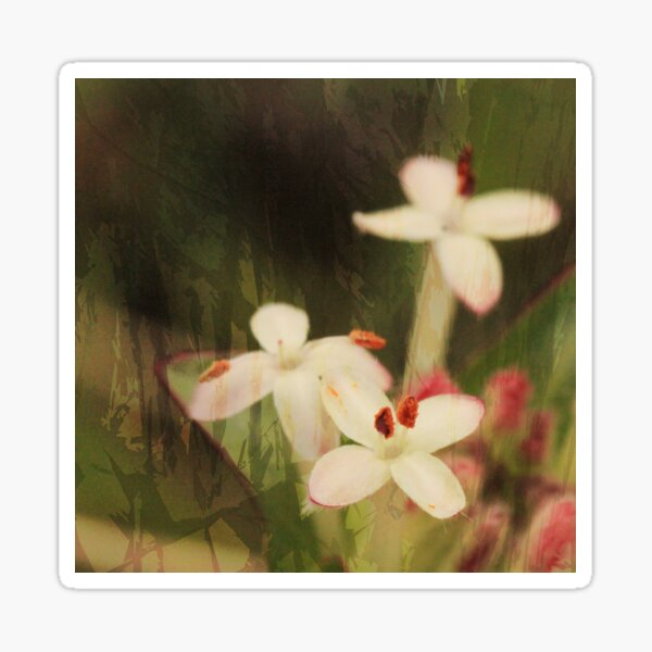 Pink Riceflowers Sticker