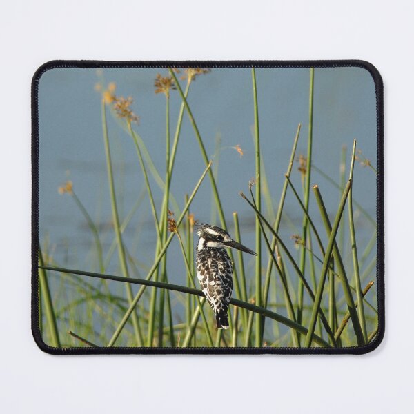 Item preview, Pied Kingfisher designed and sold by quentinjlang.