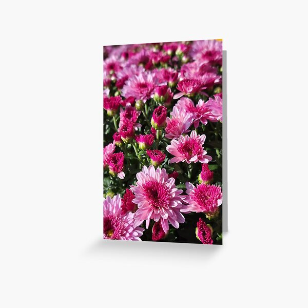 Pink flowers Greeting Card