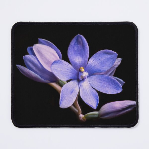 Item preview, Sun Orchid designed and sold by NaturallyArt.