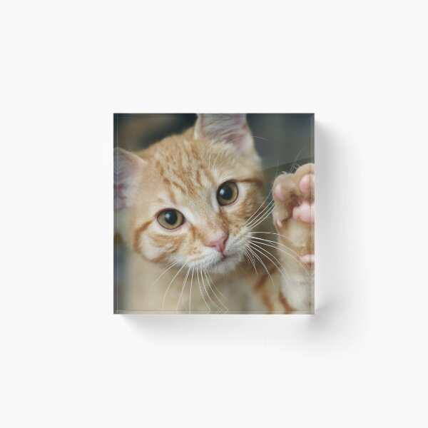 Item preview, Cute Kitten designed and sold by MEBH.