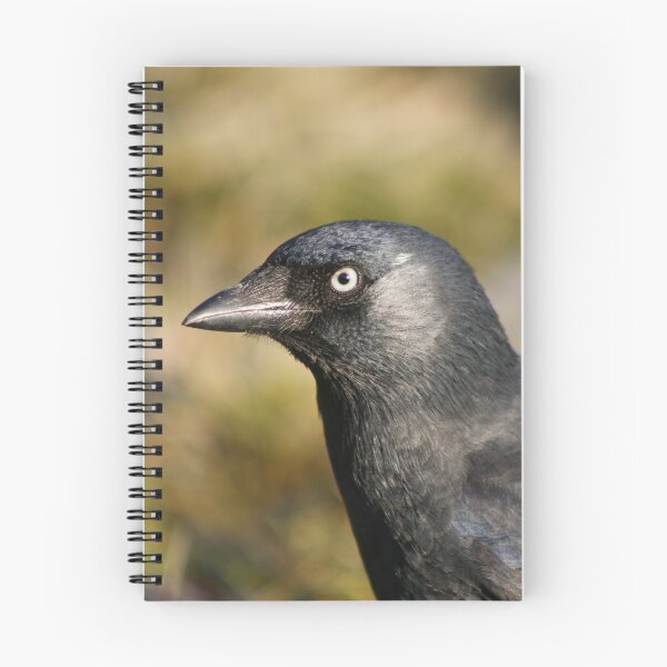 Item preview, Juvenile Jackdaw designed and sold by GreyFeatherPhot.
