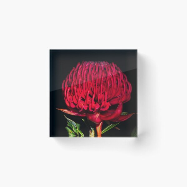 Item preview, Waratah designed and sold by NaturallyArt.