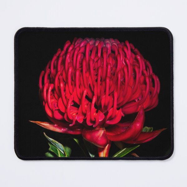 Item preview, Waratah designed and sold by NaturallyArt.