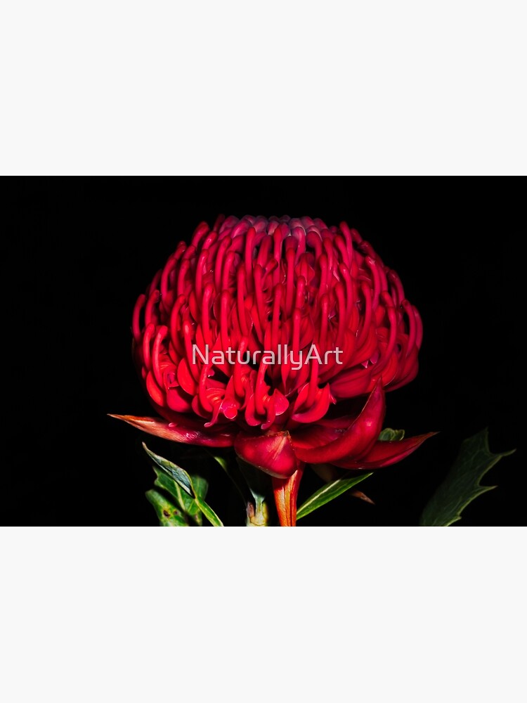 "Waratah" Poster for Sale by NaturallyArt Redbubble