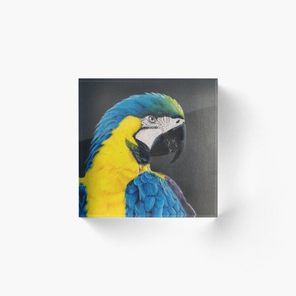 Laurel Blue Macaw Parrot Acrylic Block