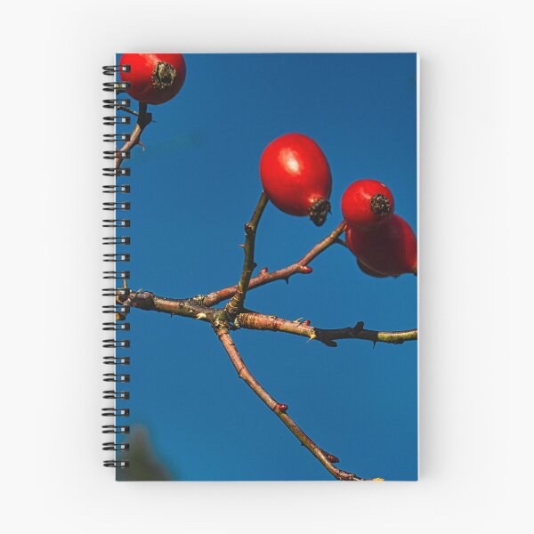 Item preview, Rose hip designed and sold by AlidaArt.
