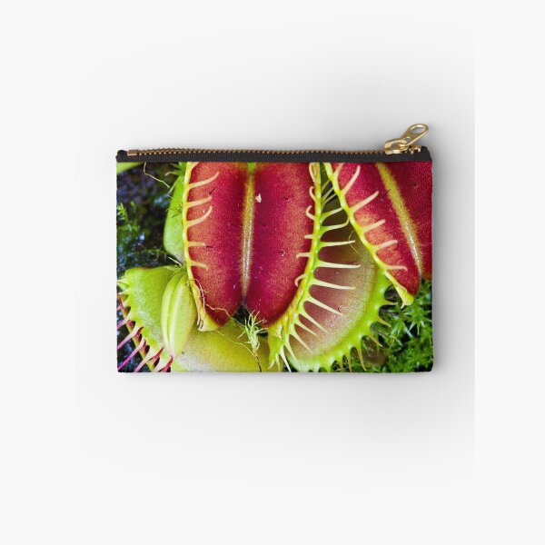 Item preview, Venus Fly Trap - Dionaea muscipula designed and sold by Normf.