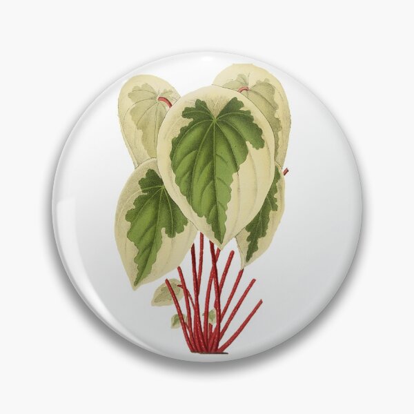 Item preview, Peperomia Plant 1869 designed and sold by BelleZeare.