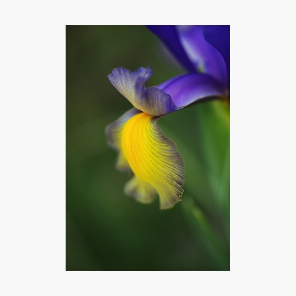 Artikelvorschau, Iris, Lila, Linien, Und, Gelb entworfen und verkauft von Joy Watson - Natural Light Photography .