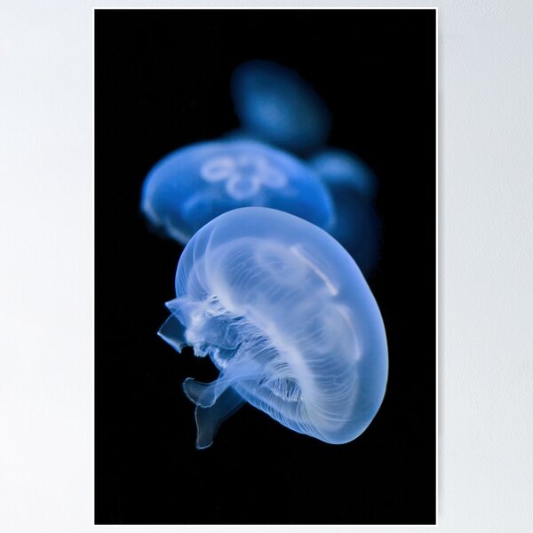 Moon Jellyfish Posters for Sale | Redbubble