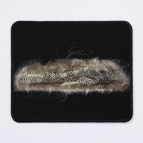 Item preview, L 262 Guinea Fowl Catfish - Hypancistrus sp. designed and sold by AquariumLutter.