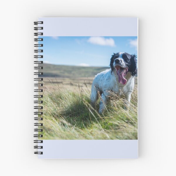 Aperçu de l'œuvre Anglais Springer Spaniel créée et vendue par MarkHelmPhoto.