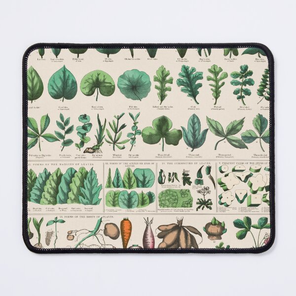 Item preview, Botanical forms of leaves, stems, roots, and flowers (1890) designed and sold by Flamin' Galah.