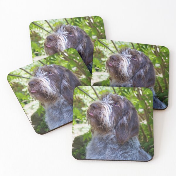 Item preview, Please place the treat on my tongue Spinone designed and sold by FOLK ART FUSION by heidiannemorris.