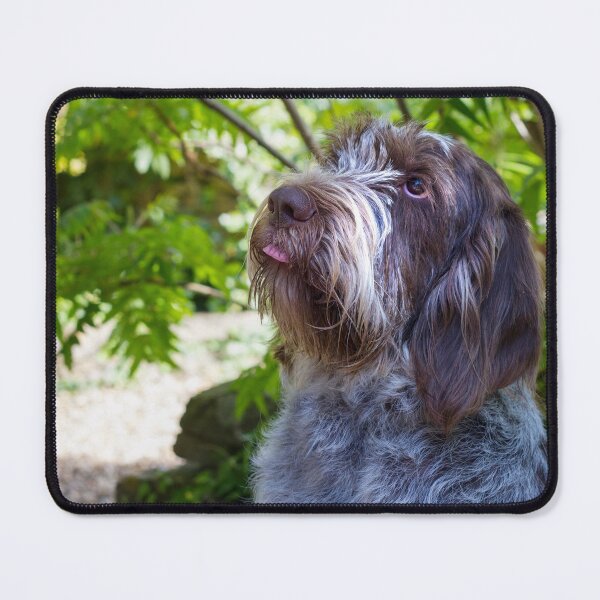 Item preview, Please place the treat on my tongue Spinone designed and sold by FOLK ART FUSION by heidiannemorris.