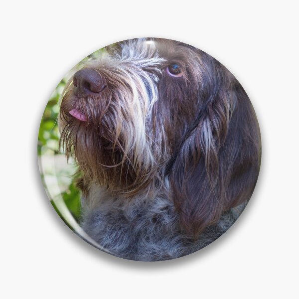 Item preview, Please place the treat on my tongue Spinone designed and sold by FOLK ART FUSION by heidiannemorris.