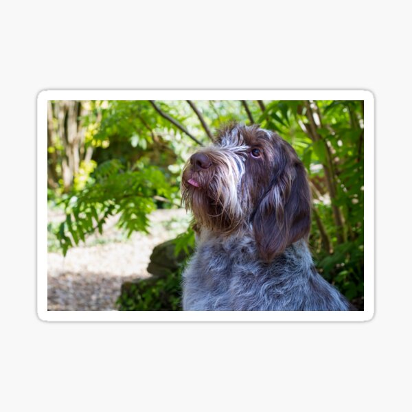 Please place the treat on my tongue Spinone Sticker