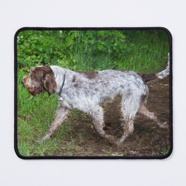 Item preview, Trotting Spinone designed and sold by FOLK ART FUSION by heidiannemorris.