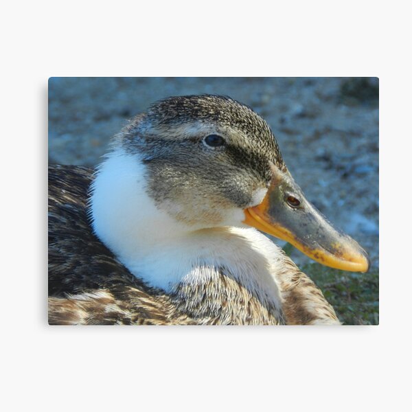 Just a Duck Canvas Print