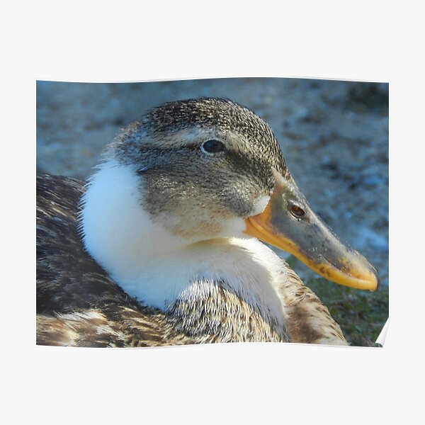 Just a Duck Poster