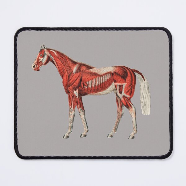 Item preview, Horse Skeleton Muscles designed and sold by Flamin' Galah.