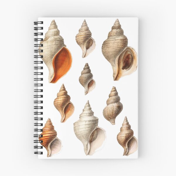 Item preview, Seashells designed and sold by Flamin' Galah.