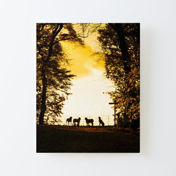Four dogs and a yellow sunset Canvas Mounted Print