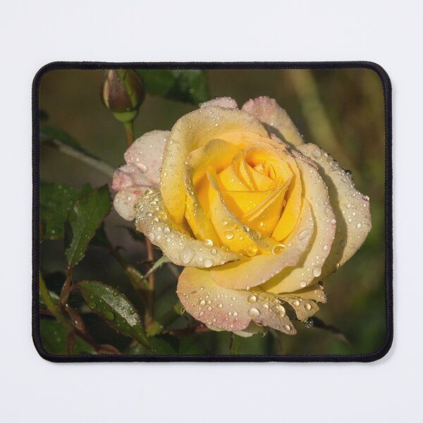 Item preview, Rose and Rain - a Gleaming Fragrant Blend of Yellow and Pink designed and sold by Georgia Mizuleva.