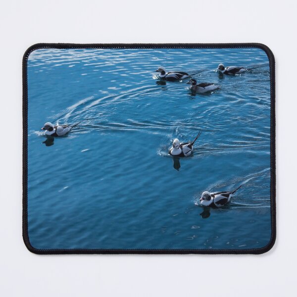 Item preview, Deep Blue Pursuit - Long Tailed Ducks on Silky Water designed and sold by Georgia Mizuleva.