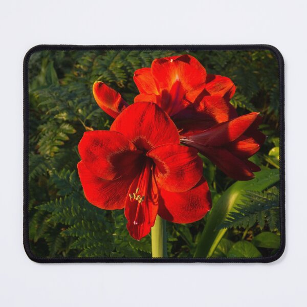 Item preview, Blooming Jewel - Christmas Red Amaryllis Flowers designed and sold by Georgia Mizuleva.