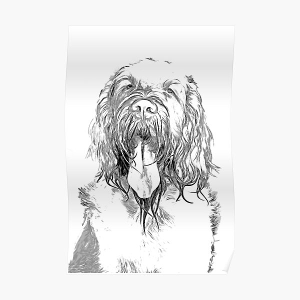 Loving Spinone Poster