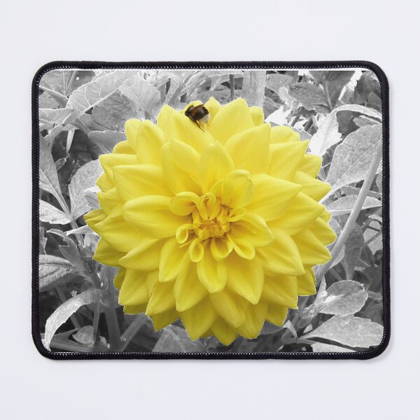 Item preview, Yellow Dahlia flower, with a bee in selective colouring. designed and sold by PicsByTony.