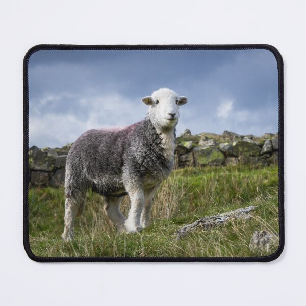 Item preview, Happy Herdwick designed and sold by Jane Stanley Photography.