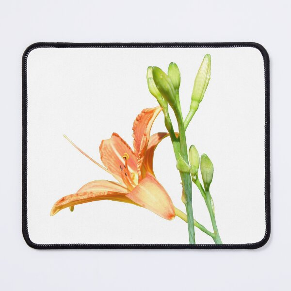 Item preview, daylily on white designed and sold by dnparker.