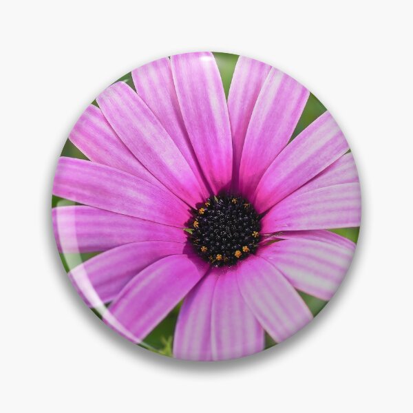 Item preview, Lonely marquerite designed and sold by Kiran-Fine-Art.