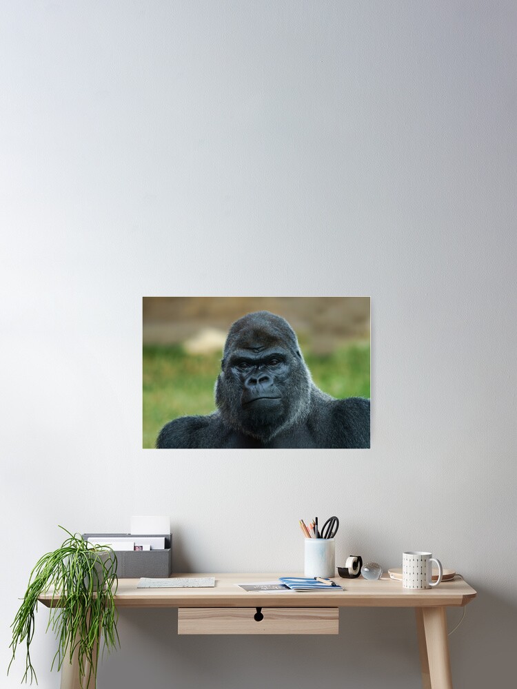 Thumbnail 2 of 3, Poster, The Boss - The Silverback designed and sold by rawshutterbug.