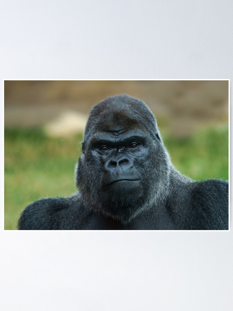 Thumbnail 1 of 3, Poster, The Boss - The Silverback designed and sold by rawshutterbug.