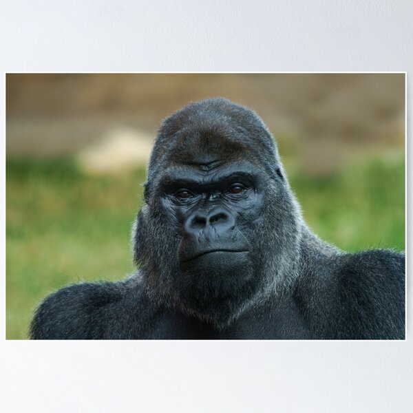 Item preview, The Boss - The Silverback designed and sold by rawshutterbug.