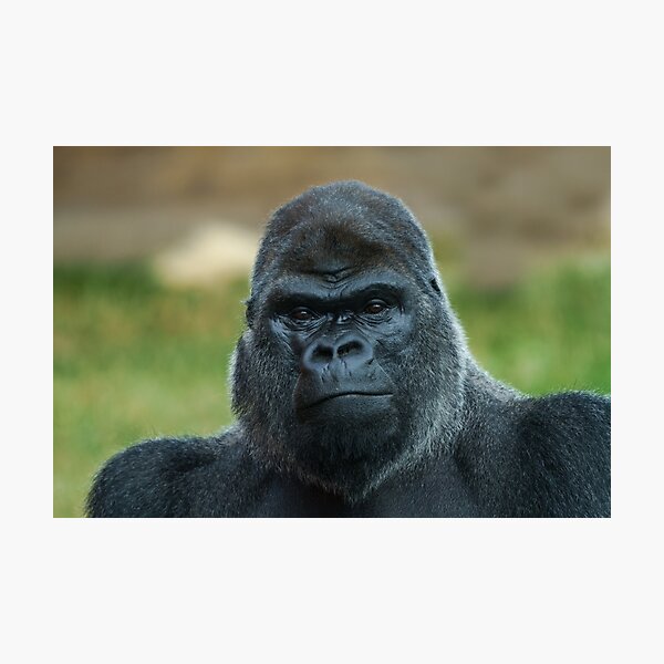 Item preview, The Boss - The Silverback designed and sold by rawshutterbug.