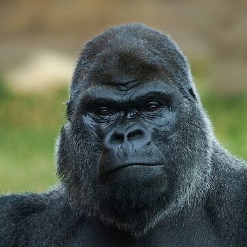 Artwork thumbnail, The Boss - The Silverback by rawshutterbug