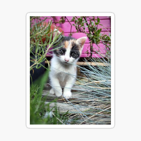 Katze Amy auf Pirsch Sticker