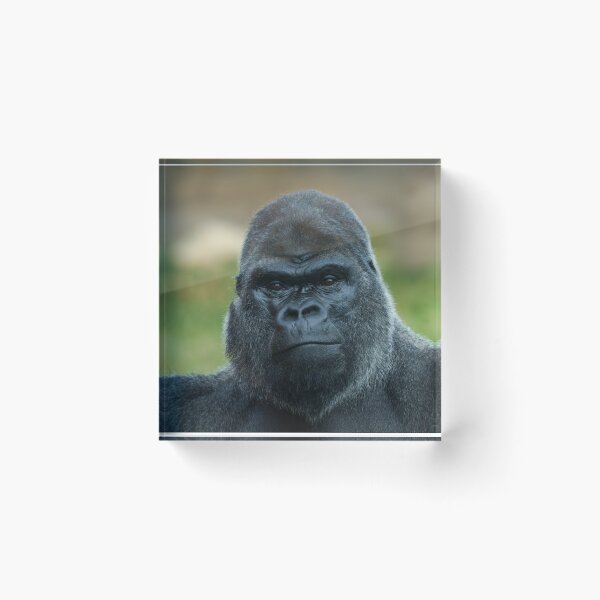 Item preview, The Boss - The Silverback designed and sold by rawshutterbug.