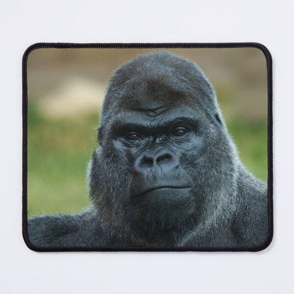 Item preview, The Boss - The Silverback designed and sold by rawshutterbug.
