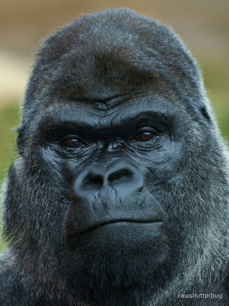 Thumbnail 4 of 4, iPhone Case, The Boss - The Silverback designed and sold by rawshutterbug.