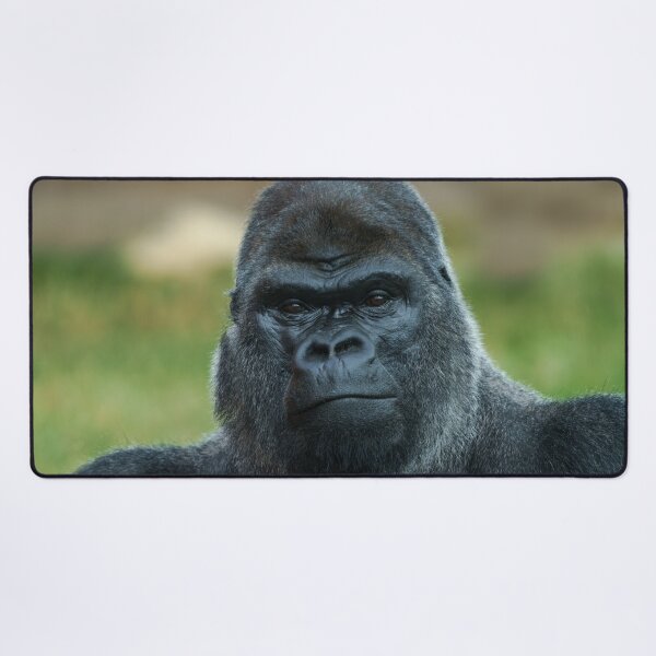 Item preview, The Boss - The Silverback designed and sold by rawshutterbug.